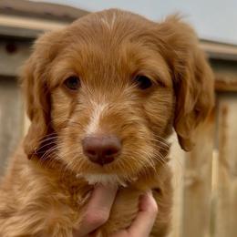 Aspen - Red  female Goldendoodle puppy in Belgrade, Montana from Best Friend Doodles