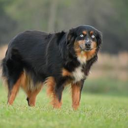 Jinx - Miniature Australian Shepherd
