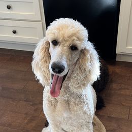Carly - Goldendoodle