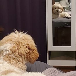 Goldendoodle All Grown Up from Lake Oakdale Doodles