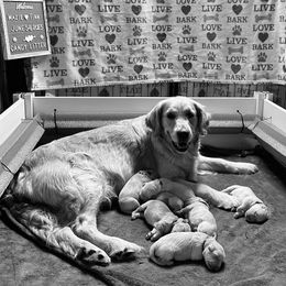 Golden Retriever Puppies from Ruff Life Goldens