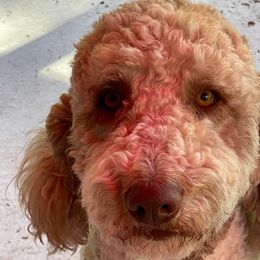 Dudley - Goldendoodle