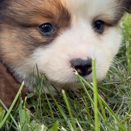 GT Tiara-Ash - Sable female Pembroke Welsh Corgi puppy in Heyworth, Illinois from Schumaker Corgis