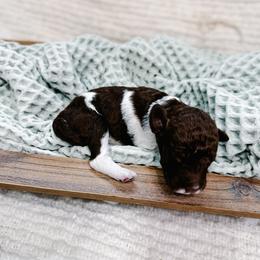 Blitzen - Parti female Goldendoodle puppy in Montgomery, Texas from Dacus Doodles
