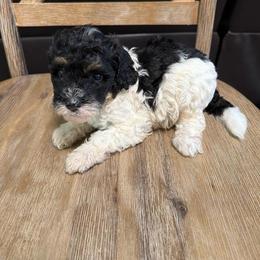 Boy 2 - Tri-color male Bernedoodle puppy in Lakeland, Florida from Doodles & Danes