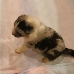 Sneezy - Blue merle male Australian Shepherd puppy in Rossville, Tennessee from GoodSprings Aussies