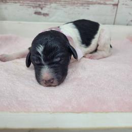 Ella - Parti female Goldendoodle puppy in Grabill, Indiana from Rose's Doodles