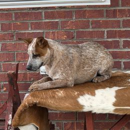 Australian Cattle Dog Puppies from By Design ACD