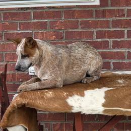 Australian Cattle Dog Puppies from By Design ACD
