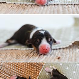 Taffy - Black and tan female Pembroke Welsh Corgi puppy in Mona, Utah from Sorensen Corgis