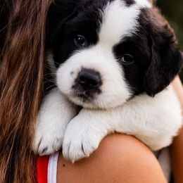 Saint Bernard Puppies from Minnie's Majestic Saints