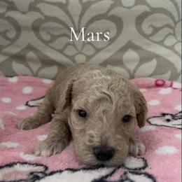 Boy 3- Mars - Cream male Poodle puppy in St Augustine, Florida from St Augustine Poodles