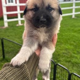 Girl 2 Oakley yellow collar - Fawn female Anatolian Pyrenees puppy in Clifton, Illinois from Mcginnis Guardian Dogs