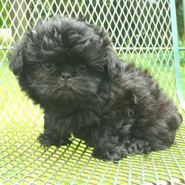 Conway - Black male Shih Tzu puppy in Wild Rose, Wisconsin from Sorenson's Shih-tzus