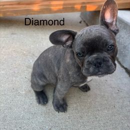 Black (diamond) - Blue male French Bulldog puppy in Rawlins, Wyoming from Wyo frenchies