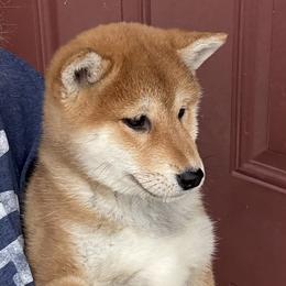 Kotori - Red female Shiba Inu puppy in Winthrop, Minnesota from Kayobi Shibas