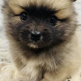 Pomeranians from Kristy's Pomeranians
