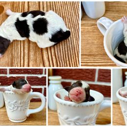 Goldendoodle and Poodle Puppies from SnickerDoodlePups