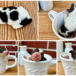 Goldendoodle and Poodle Puppies from SnickerDoodlePups