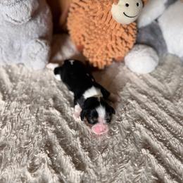 Annie - Tri-color female Cavalier King Charles Spaniel puppy in Middletown, Ohio from CreekSong Farm Cavaliers