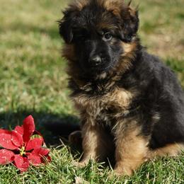 Clementine (Clemmie) - Black and red female German Shepherd puppy in Apex, North Carolina from Milestone GSDs