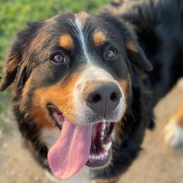 Bernese Mountain Dogs from Diamond U Berners