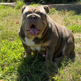 Cherry - Bulldog