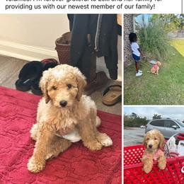 Goldendoodle and Poodle Puppies from Florida Coast Golden Doodles