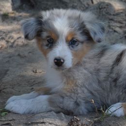 Nora - Blue merle female Australian Shepherd puppy in Clinton, Missouri from RockyTop Hearts