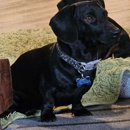 Duke - Dachshund