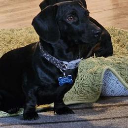Duke - Dachshund