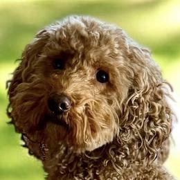 Ali - Poodle