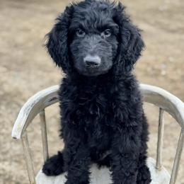 Gray - Black male Goldendoodle puppy in Hesperia, Michigan from Red Acres Poodles & Doodles