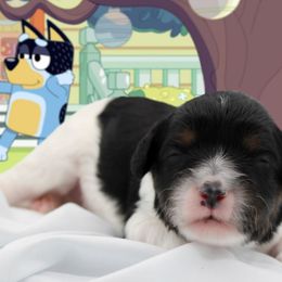 Bandit - Tri-color male Cavapoo puppy in Hendersonville, North Carolina from Grayfinn House