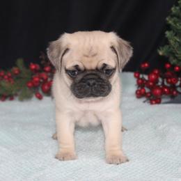 Reno - Fawn male Pug puppy in Tuscola, Illinois from Dream on puppies