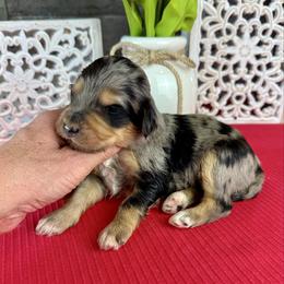 Praline - Phantom female Pyredoodle puppy in Bowling Green, Ohio from FDF Pyredoodles & Bernedoodles