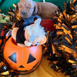 Rowan - Red male Cockapoo puppy in Holton, Indiana from MoonShine Babies / OZ