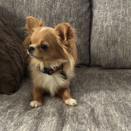 Nova - Chihuahua