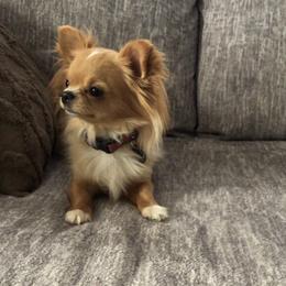 Nova - Chihuahua