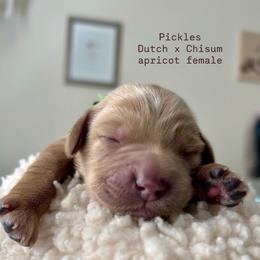 Pickles - Apricot female Australian Labradoodle puppy in Chuluota, Florida from Delano Australian Labradoodles