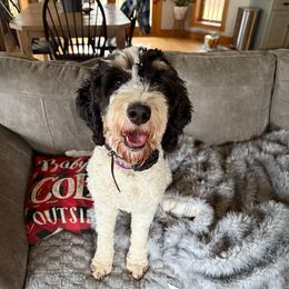 Addy - Bernedoodle
