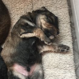 Bernedoodle Puppies from Cry Woof LLC