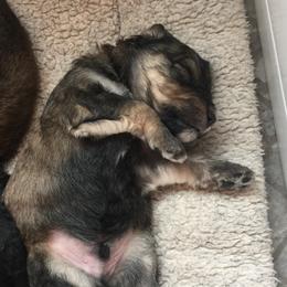 Bernedoodle Puppies from Cry Woof LLC
