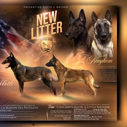 Belgian Malinois puppies from Chaland