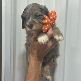 Orange - Blue merle male Bernedoodle puppy in Petersburg, Michigan from Brittany’s Mini Bernedoodles