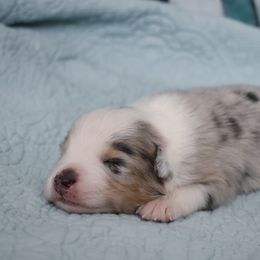 Australian Shepherd Puppies from Indigo Grove Aussies