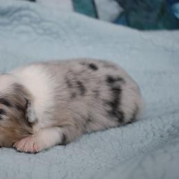 Australian Shepherd Puppies from Indigo Grove Aussies
