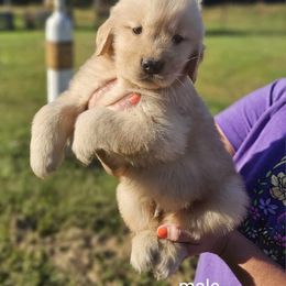 Golden Retriever Puppies from Great Golden Breeding