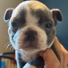 JACKSON - BLUE - Seal and white male Boston Terrier puppy in Anderson, South Carolina from Lola’s House of Bostons & Rescue