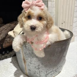 Pink collar - White female Bernedoodle puppy in Calico Rock, Arkansas from Cottrell’s Poodles & Doodles